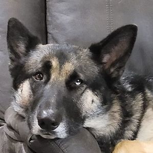 Meet your Posher, Ann